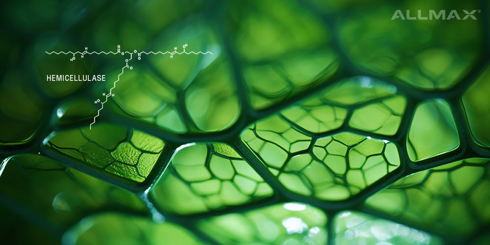 Hemicellulase