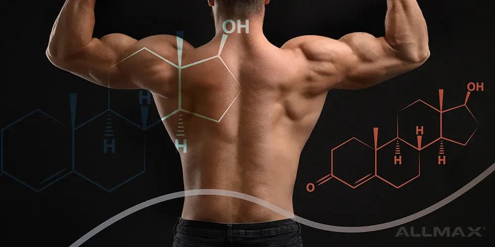 6 Key Hormones That Boost Muscle Building and Growth - Allmax Nutrition