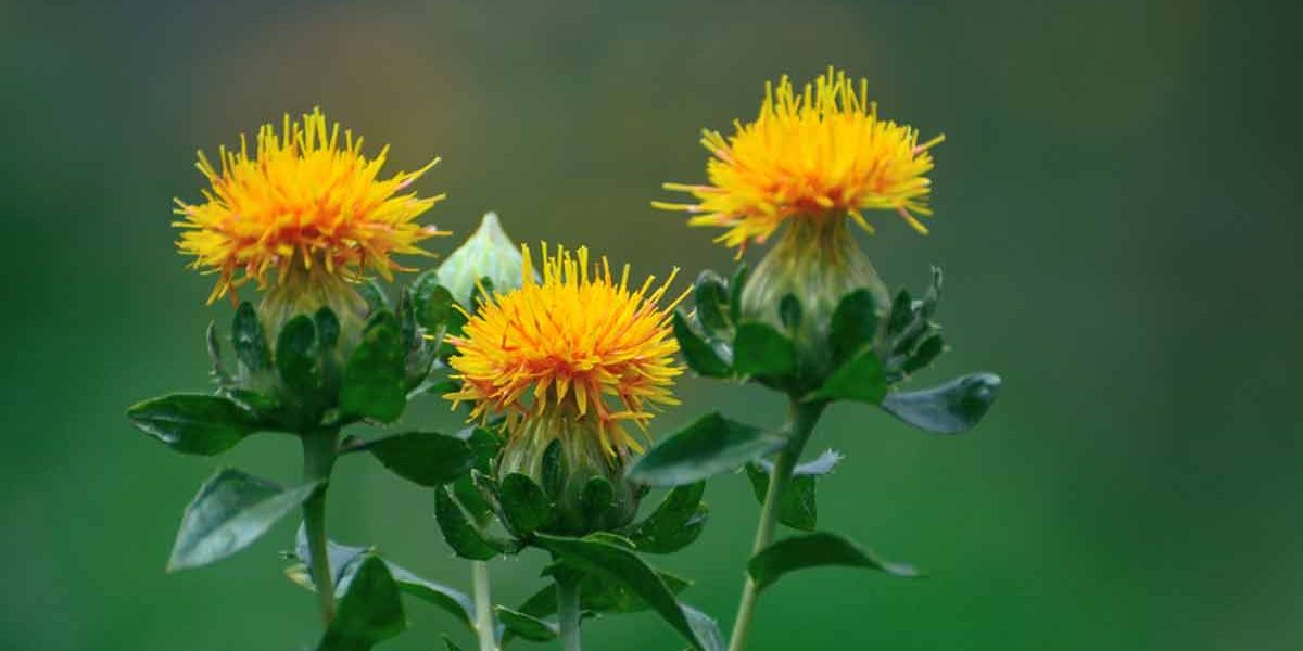 The Most Natural Way to Sculpt your Body is with CLA95 - Allmax Nutrition