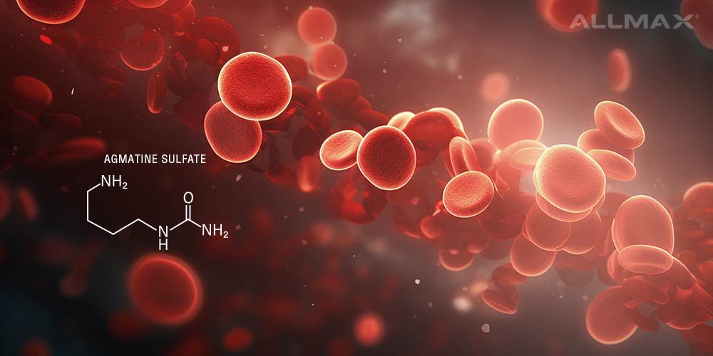Agmatine Sulfate: Health Benefits, Side Effects and More - Allmax Nutrition