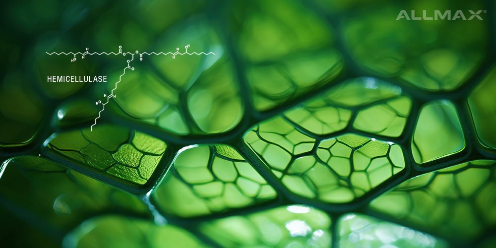 Hemicellulase Enzyme: Health Benefits, Side Effects and More - Allmax Nutrition