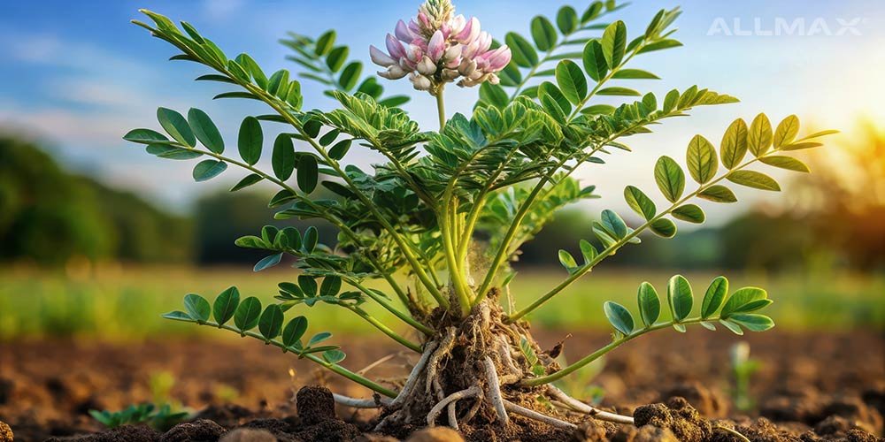 Astragalus root extract: Health Benefits, Side Effects and More - Allmax Nutrition
