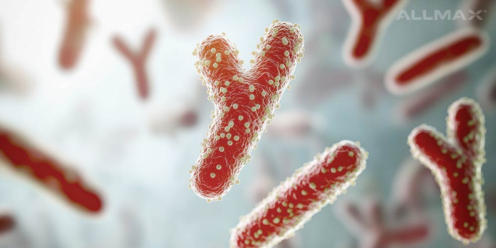 bifidobacterium bifidum