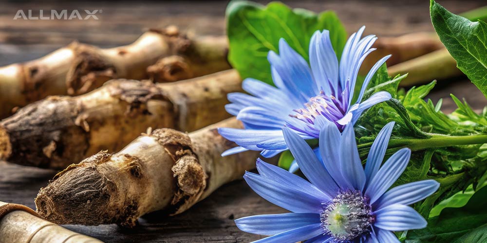 Chicory Root