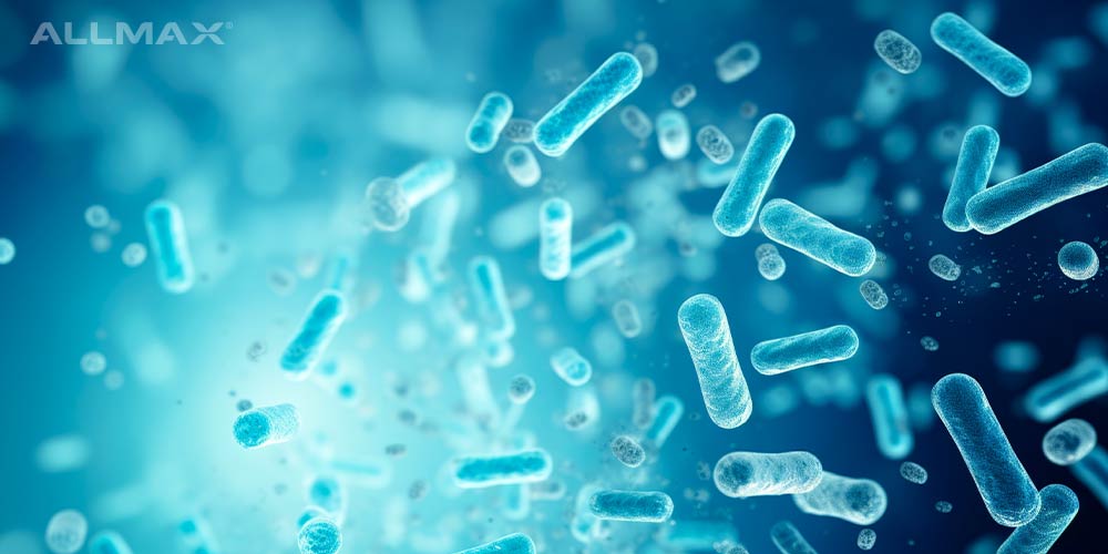 Lactobacillus Acidophilus 