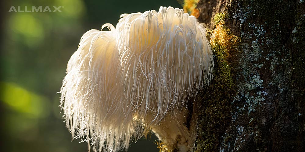 Lion’s Mane