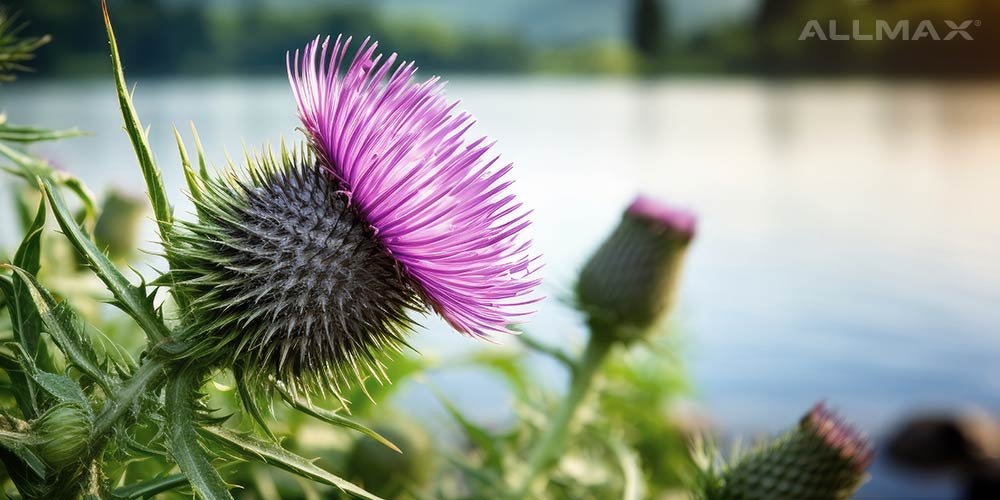 Milk Thistle: Health Benefits, Side Effects and More - Allmax Nutrition